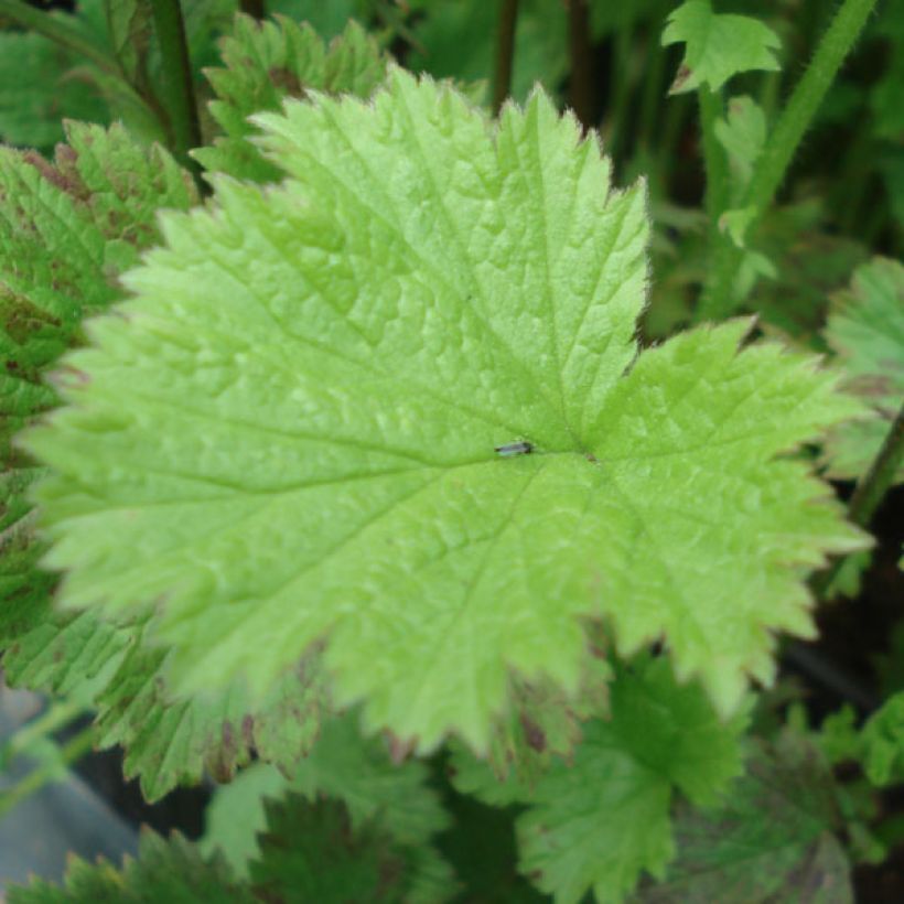 Geum Flames of Passion - Nelkenwurz (Laub)