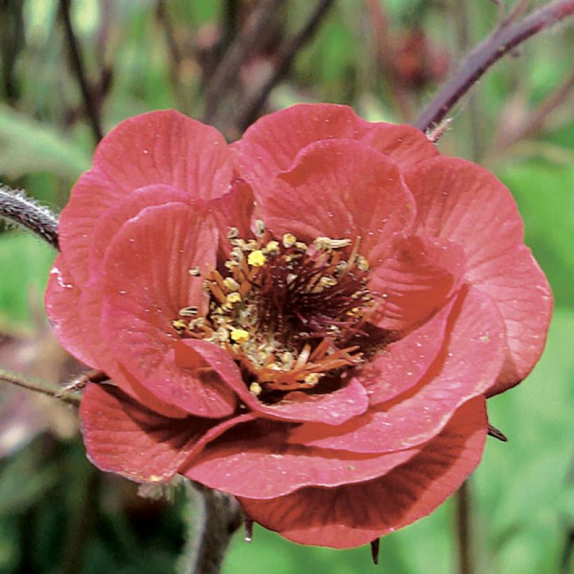 Geum Flames of Passion - Nelkenwurz (Blüte)