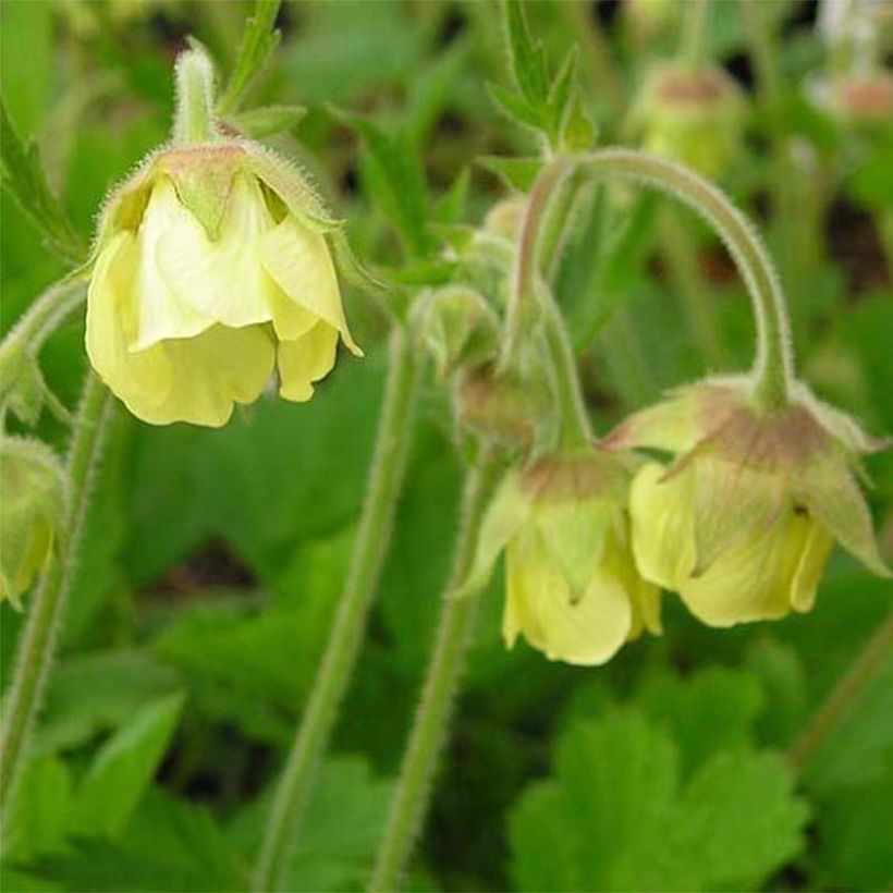 Geum rivale Lemon Drops - Bach-Nelkenwurz (Blüte)