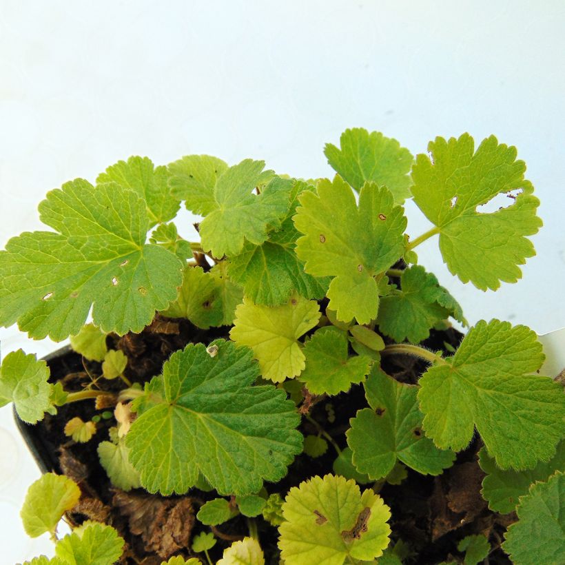 Geum rivale Lemon Drops - Bach-Nelkenwurz (Laub)