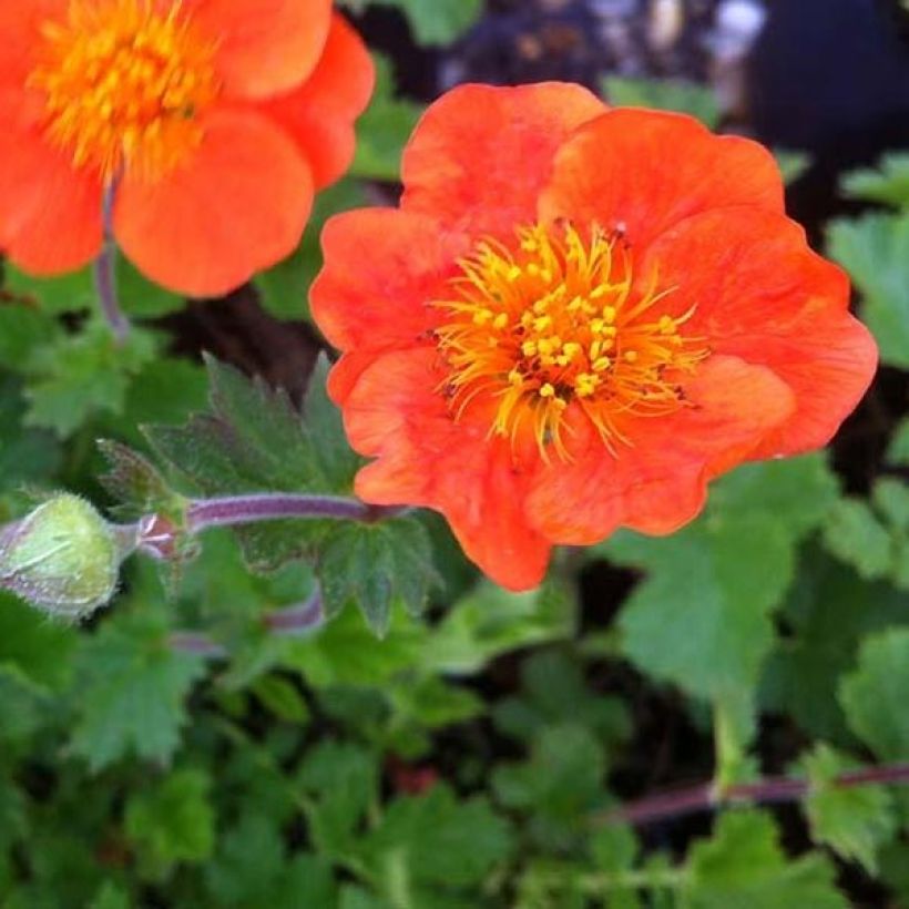 Geum chiloense Sigiswang - Chilenische Nelkenwurz (Blüte)