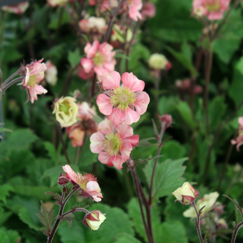 Geum Tempo Rose - Nelkenwurz (Blüte)