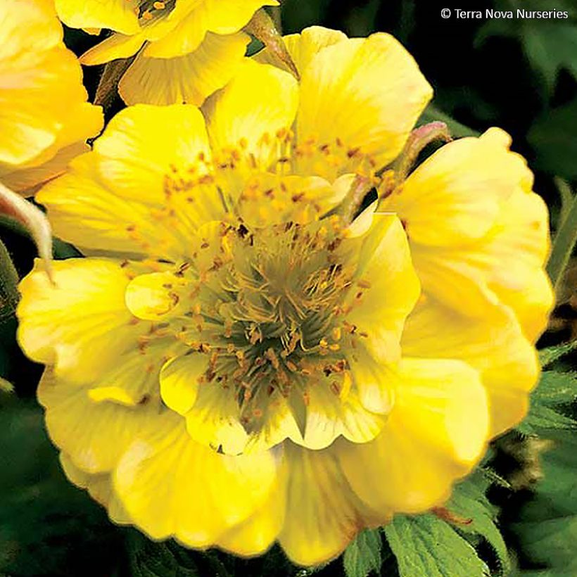 Geum Tempo Yellow - Nelkenwurz (Blüte)