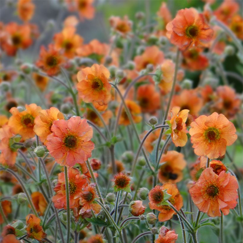 Geum Totally Tangerine - Nelkenwurz (Blüte)