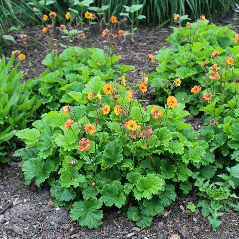 Geum Totally Tangerine - Nelkenwurz (Hafen)