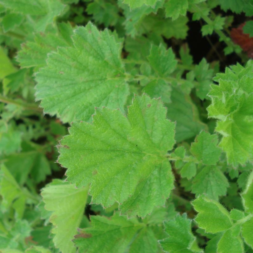 Geum chiloense Lady Stratheden - Chilenische Nelkenwurz (Laub)