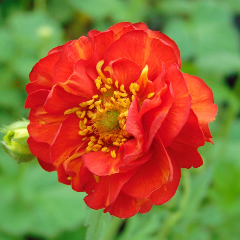 Geum chiloense Mrs Bradshaw - Chilenische Nelkenwurz (Blüte)