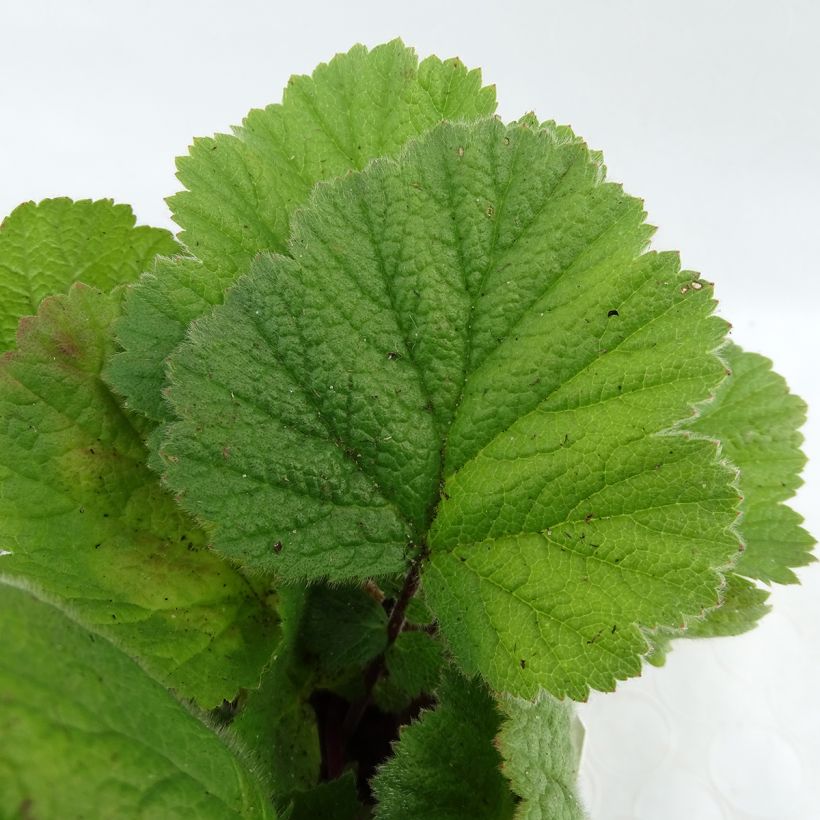 Geum coccineum Feuermeer - Scharlachrote Nelkenwurz (Laub)