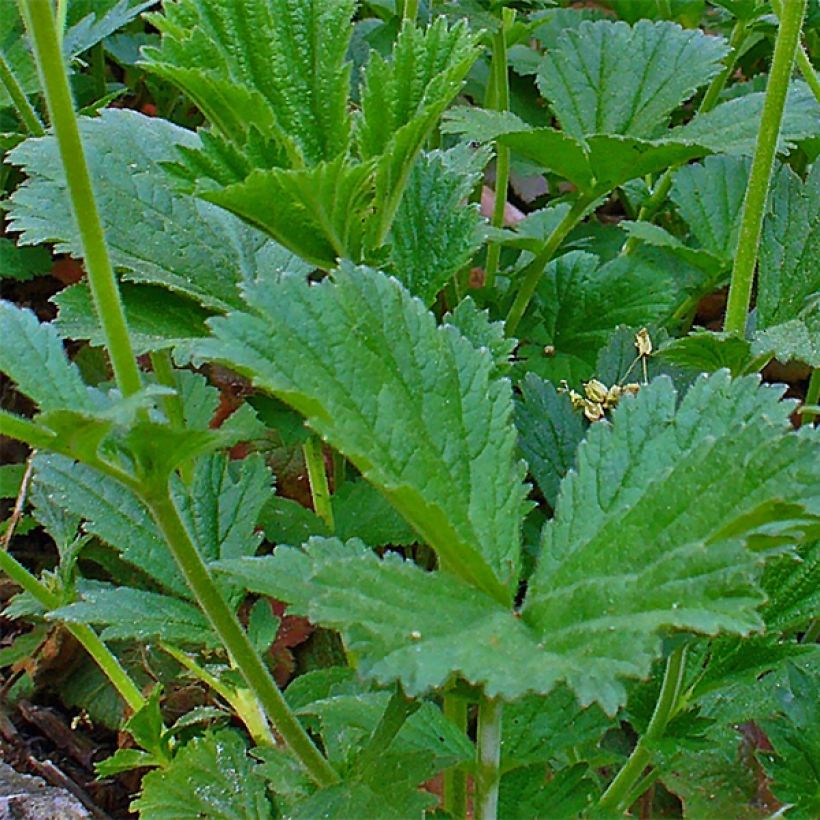 Geum coccineum Karlskaer - Scharlachrote Nelkenwurz (Laub)