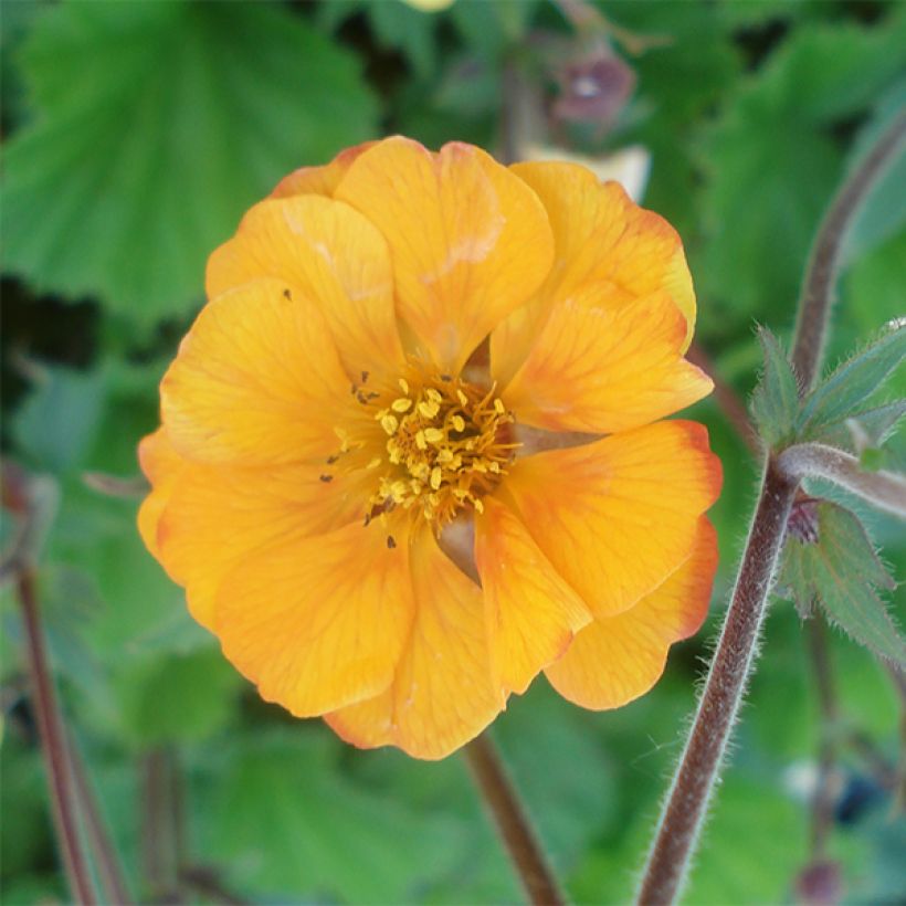 Geum coccineum Karlskaer - Scharlachrote Nelkenwurz (Blüte)