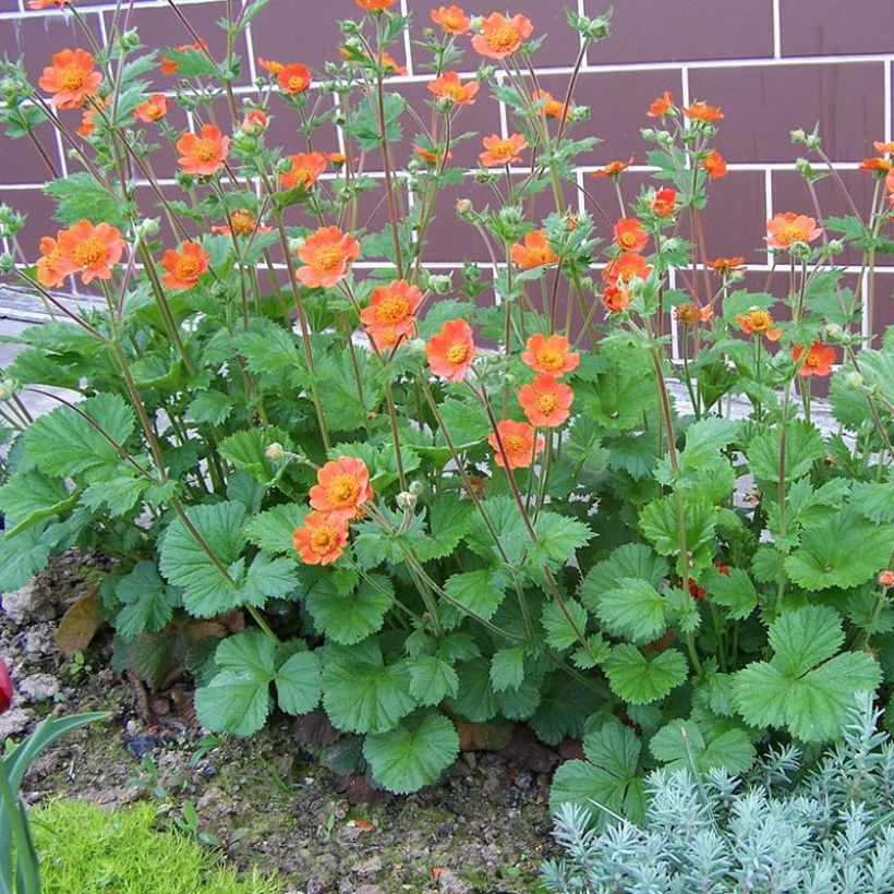 Geum coccineum Werner Arends - Scharlachrote Nelkenwurz (Hafen)