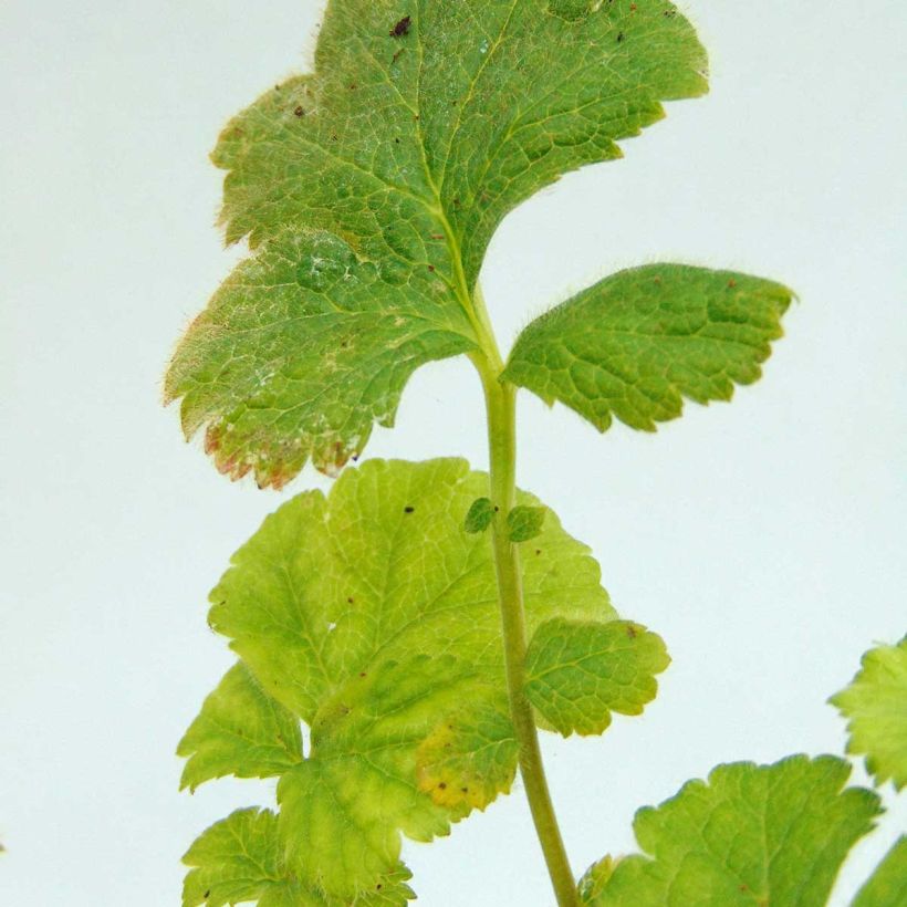 Geum coccineum Werner Arends - Scharlachrote Nelkenwurz (Laub)