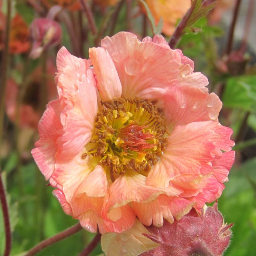 Geum rivale Mai tai - Bach-Nelkenwurz (Blüte)