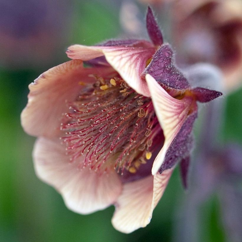 Geum rivale - Bach-Nelkenwurz (Blüte)