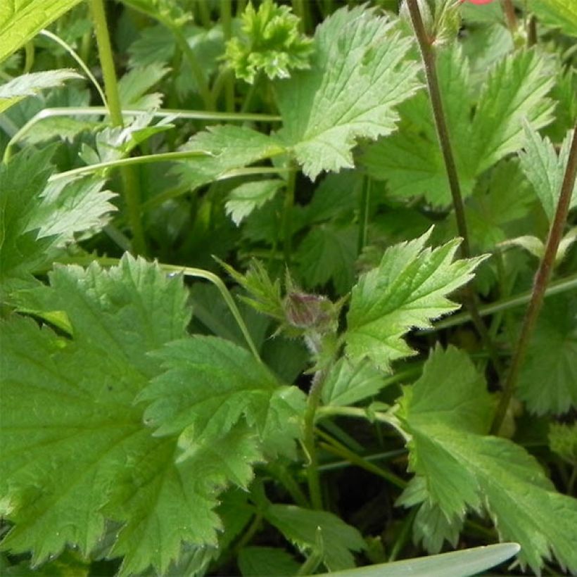 Geum rivale Leonard's Variety - Bach-Nelkenwurz (Laub)