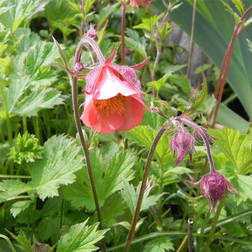 Geum rivale Leonard's Variety - Bach-Nelkenwurz (Blüte)