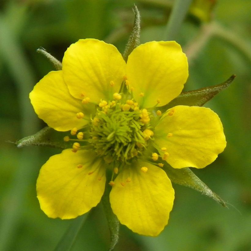 Geum urbanum - Echte Nelkenwurz (Blüte)