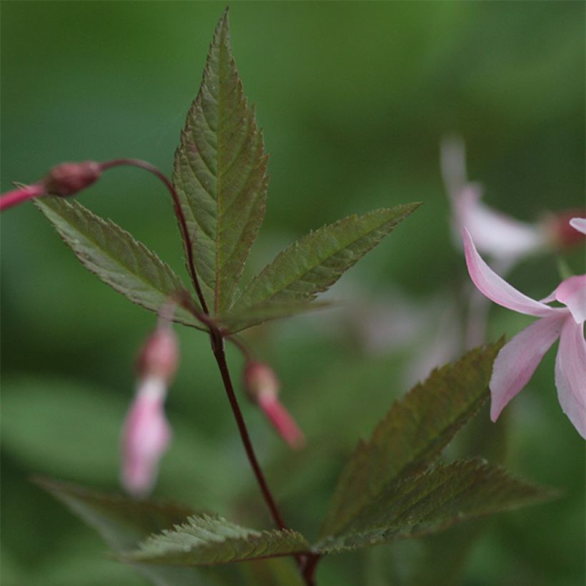 Gillenia trifoliata Pink Profusion - Nördliche Dreiblattspiere (Laub)