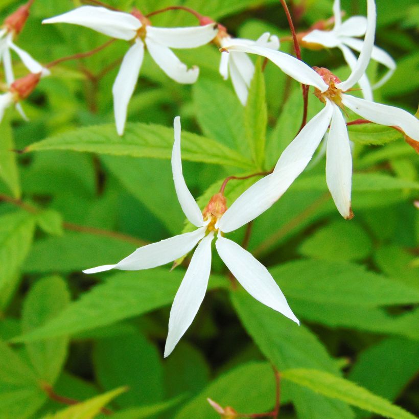 Gillenia trifoliata - Nördliche Dreiblattspiere (Blüte)