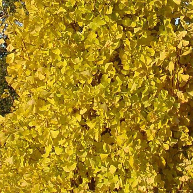 Ginkgo biloba Blagon - Fächerblattbaum (Laub)