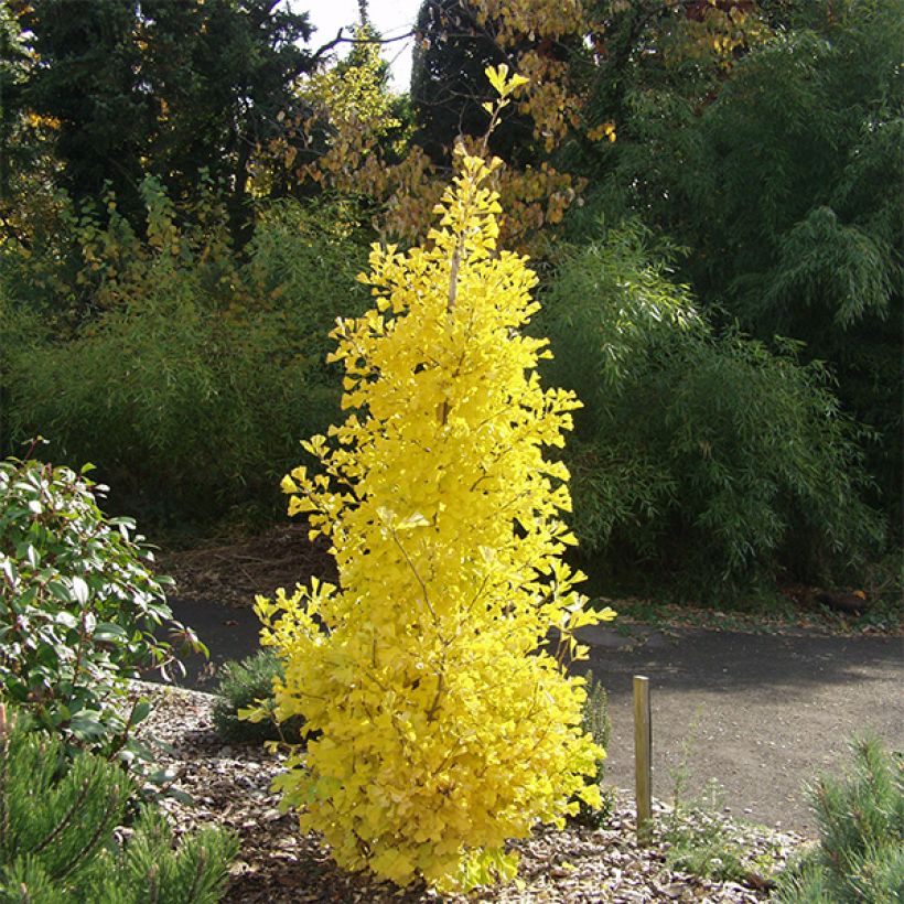 Ginkgo biloba Blagon - Fächerblattbaum (Hafen)