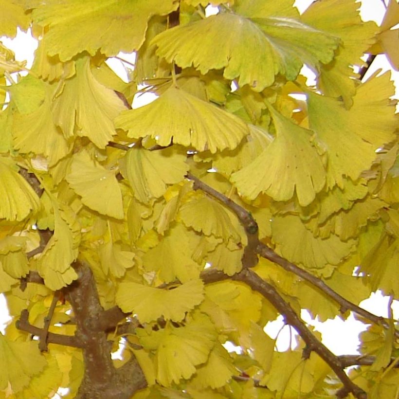 Ginkgo biloba Horizontalis - Fächerblattbaum (Laub)