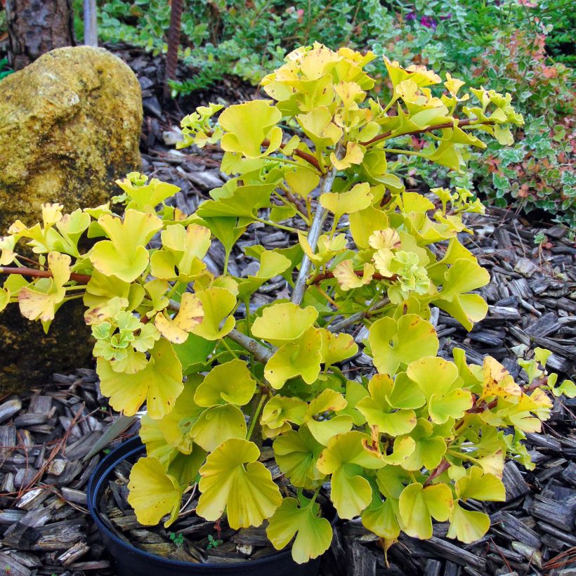 Ginkgo biloba Mariken - Fächerblattbaum (Hafen)