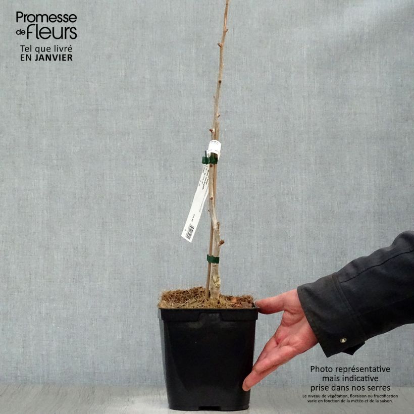 Exemplar von Ginkgo biloba Menhir - Arbre aux quarante écus  Pot de 2L/3L wie im Winter geliefert