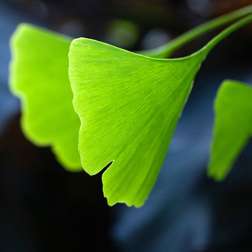 Ginkgo biloba Pendula - Fächerblattbaum (Laub)