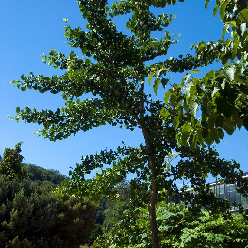 Ginkgo biloba Pendula - Fächerblattbaum (Hafen)