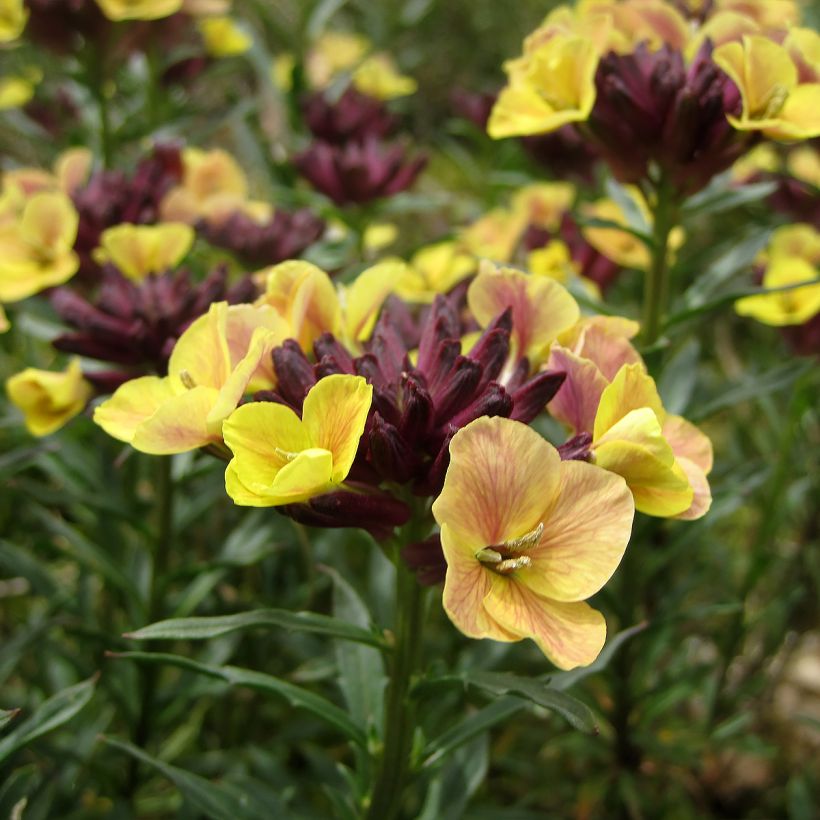 Garten-Goldlack John Codrington - Erysimum (Blüte)