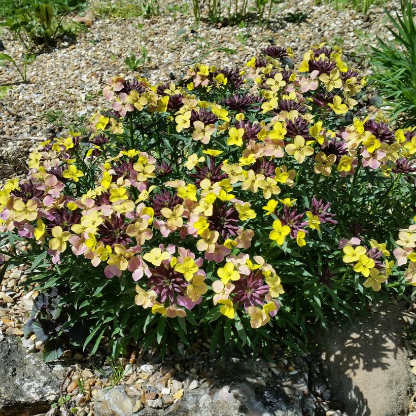 Garten-Goldlack John Codrington - Erysimum (Hafen)