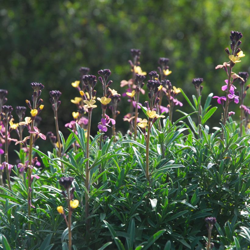 Garten-Goldlack - Erysimum mutabile (Hafen)