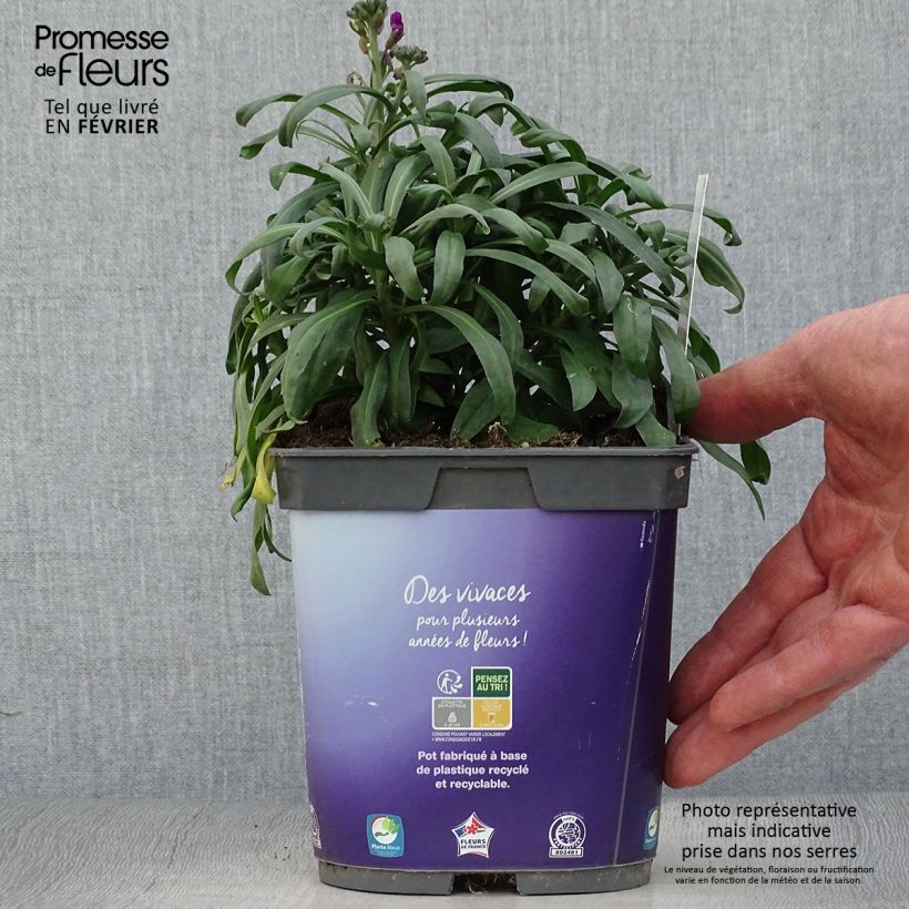 Exemplar von Giroflée arbustive - Erysimum Bowles Mauve en pot de 2/3 litres wie im Winter geliefert