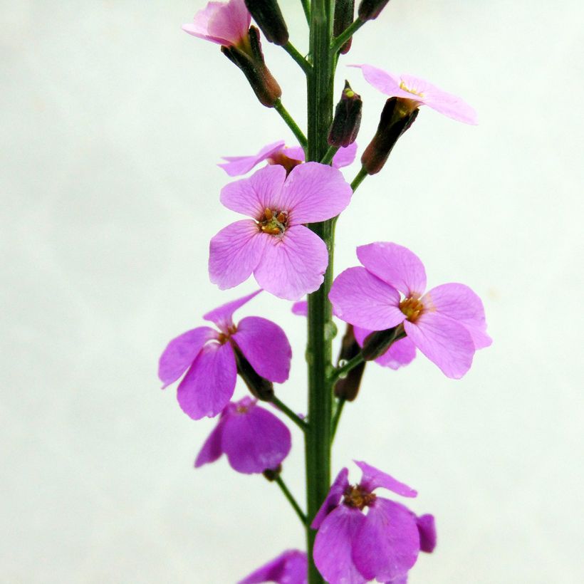 Garten-Goldlack Bowles Mauve - Erysimum (Blüte)