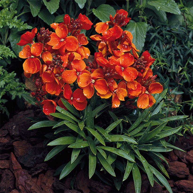 Garten-Goldlack Bedder Scarlet - Erysimum (Hafen)