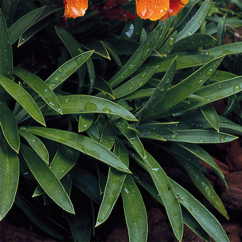 Garten-Goldlack Bedder Vulcan brune - Erysimum (Laub)