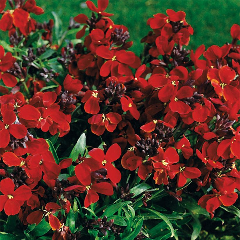 Garten-Goldlack Bedder Vulcan brune - Erysimum (Blüte)