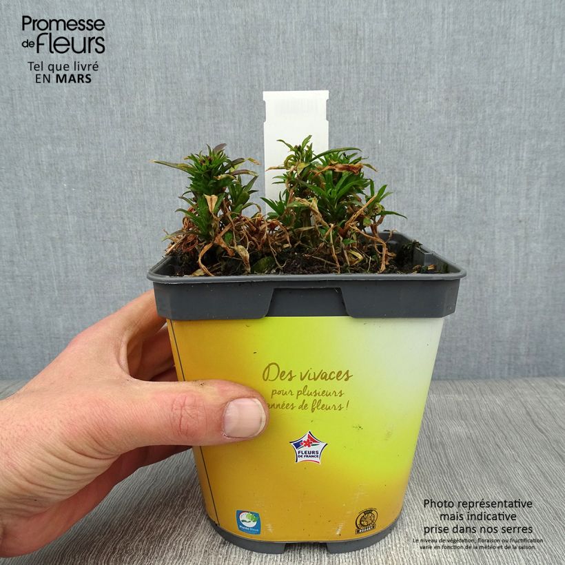 Exemplar von Garten-Goldlack Gold Cup - Erysimum suffruticosum wie im Winter geliefert