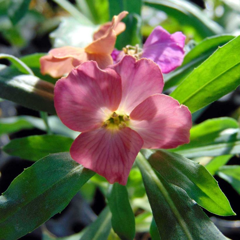 Garten-Goldlack Winter Party - Erysimum (Blüte)