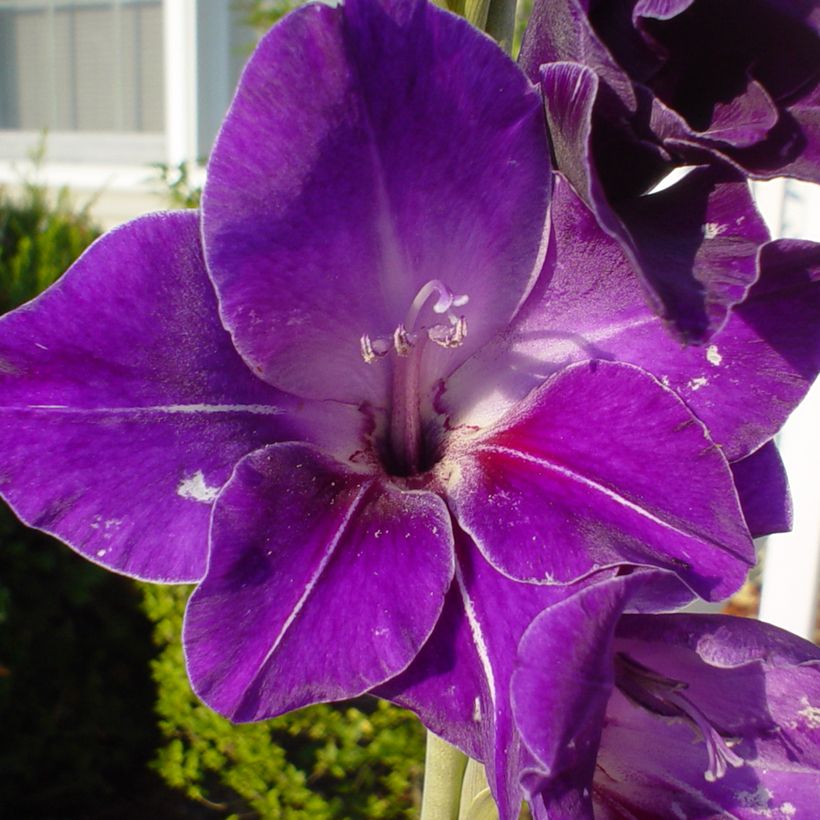 Großblütige Gladiole Deep Purple - Gladiolus (Blüte)