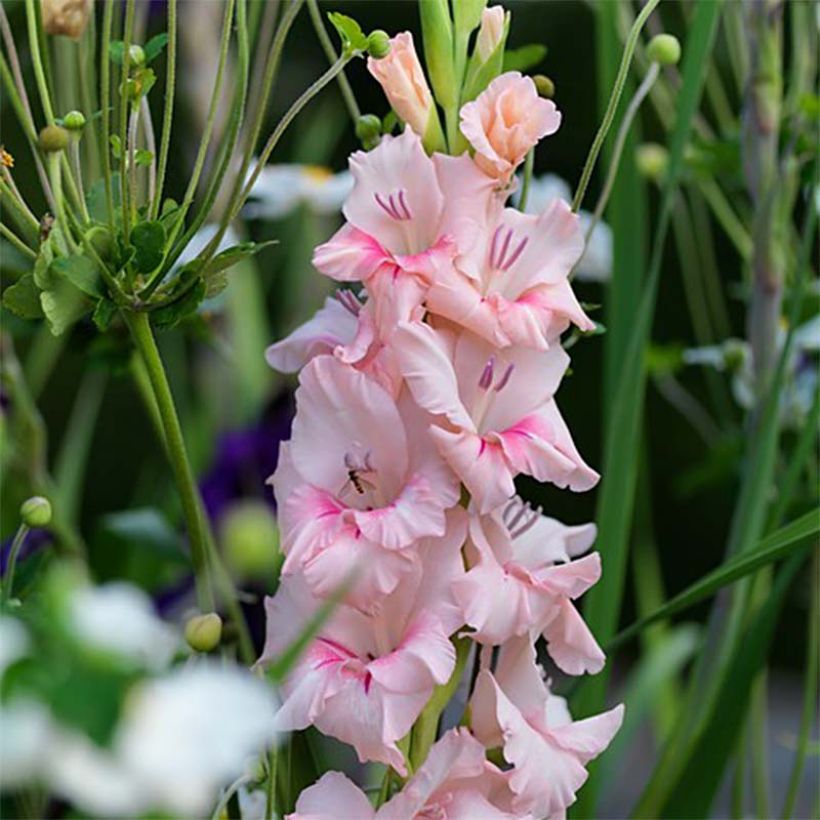 Großblütige Gladiole Adrenaline - Gladiolus (Blüte)