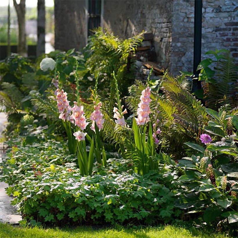 Großblütige Gladiole Adrenaline - Gladiolus (Hafen)