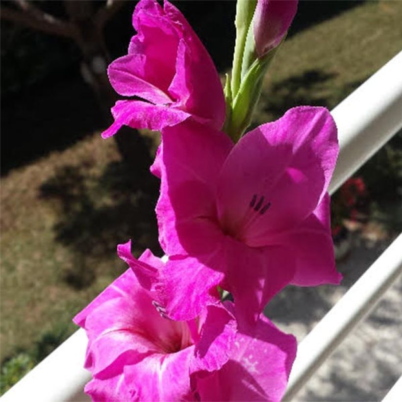 Großblütige Gladiole Fidelio - Gladiolus (Blüte)