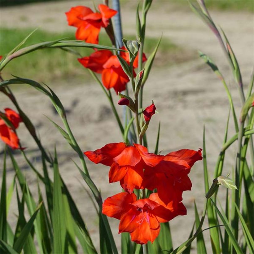 Gladiolus primulinus Mirella - Gladiole (Blüte)