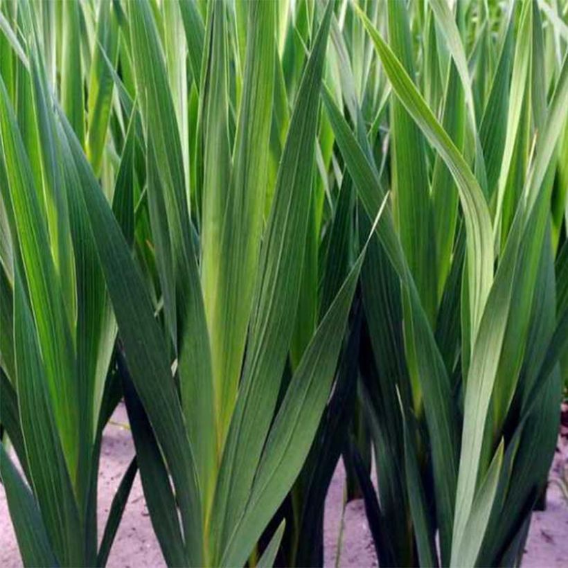 Gladiolus tubergenii Charm - Gladiole (Laub)