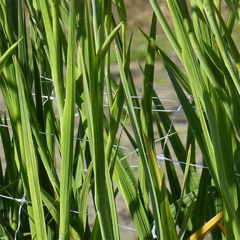 Gladiolus colvillei Robinetta - Zwerg-Gladiole (Laub)