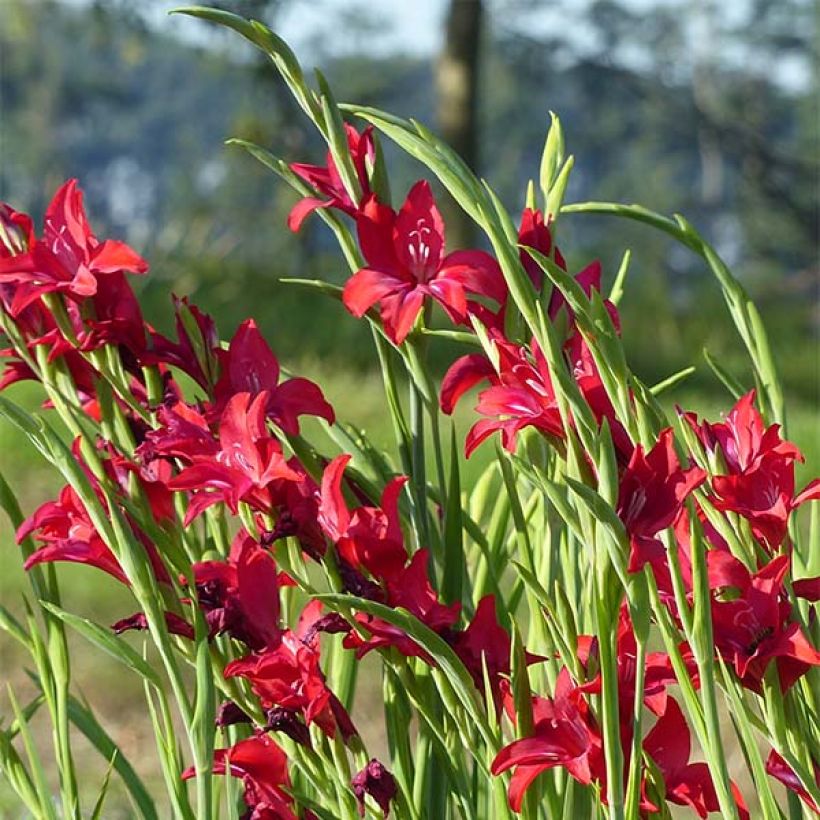 Gladiolus colvillei Robinetta - Zwerg-Gladiole (Blüte)