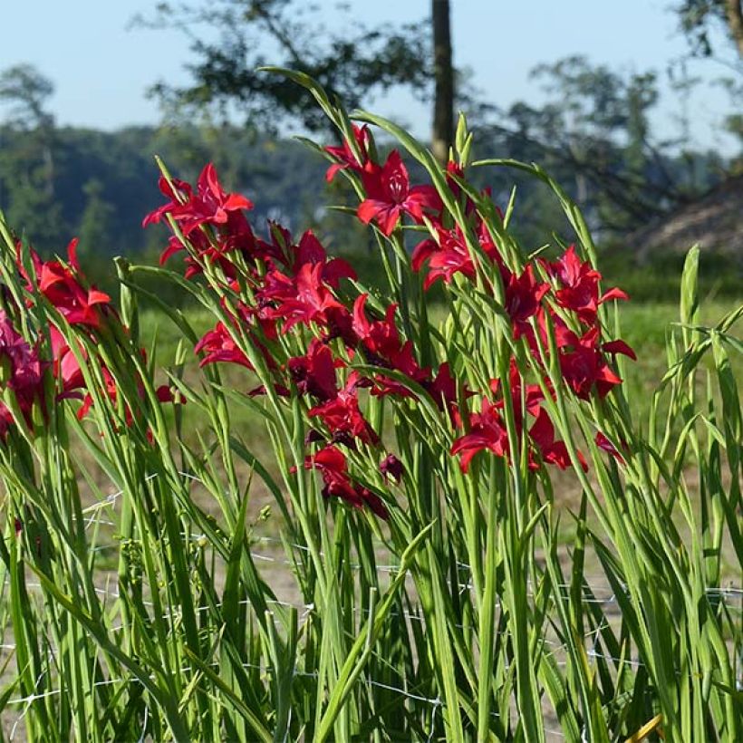 Gladiolus colvillei Robinetta - Zwerg-Gladiole (Hafen)