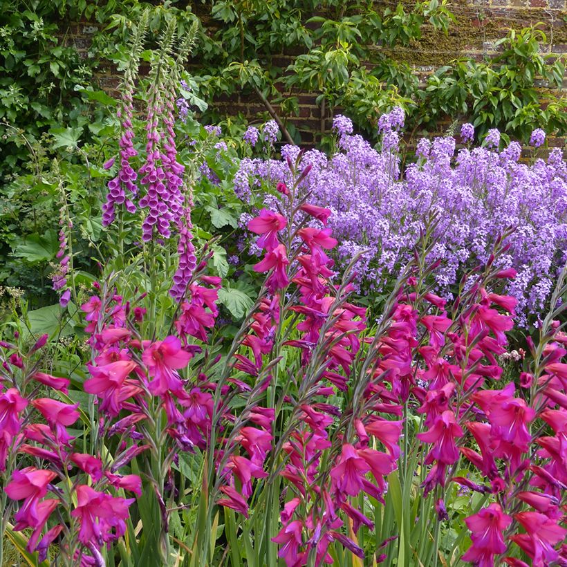 Gladiolus byzantinus Whistling Jack (Hafen)